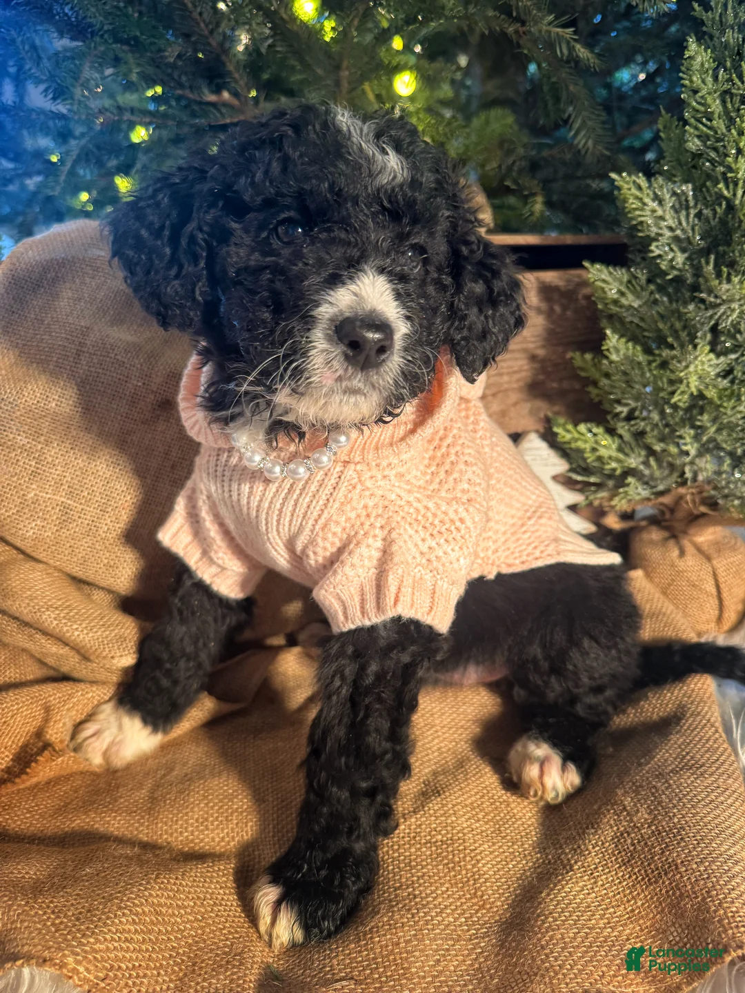 Bernedoodle dogs for sale: Australian Mountain Doodle Leslie - Ad 1