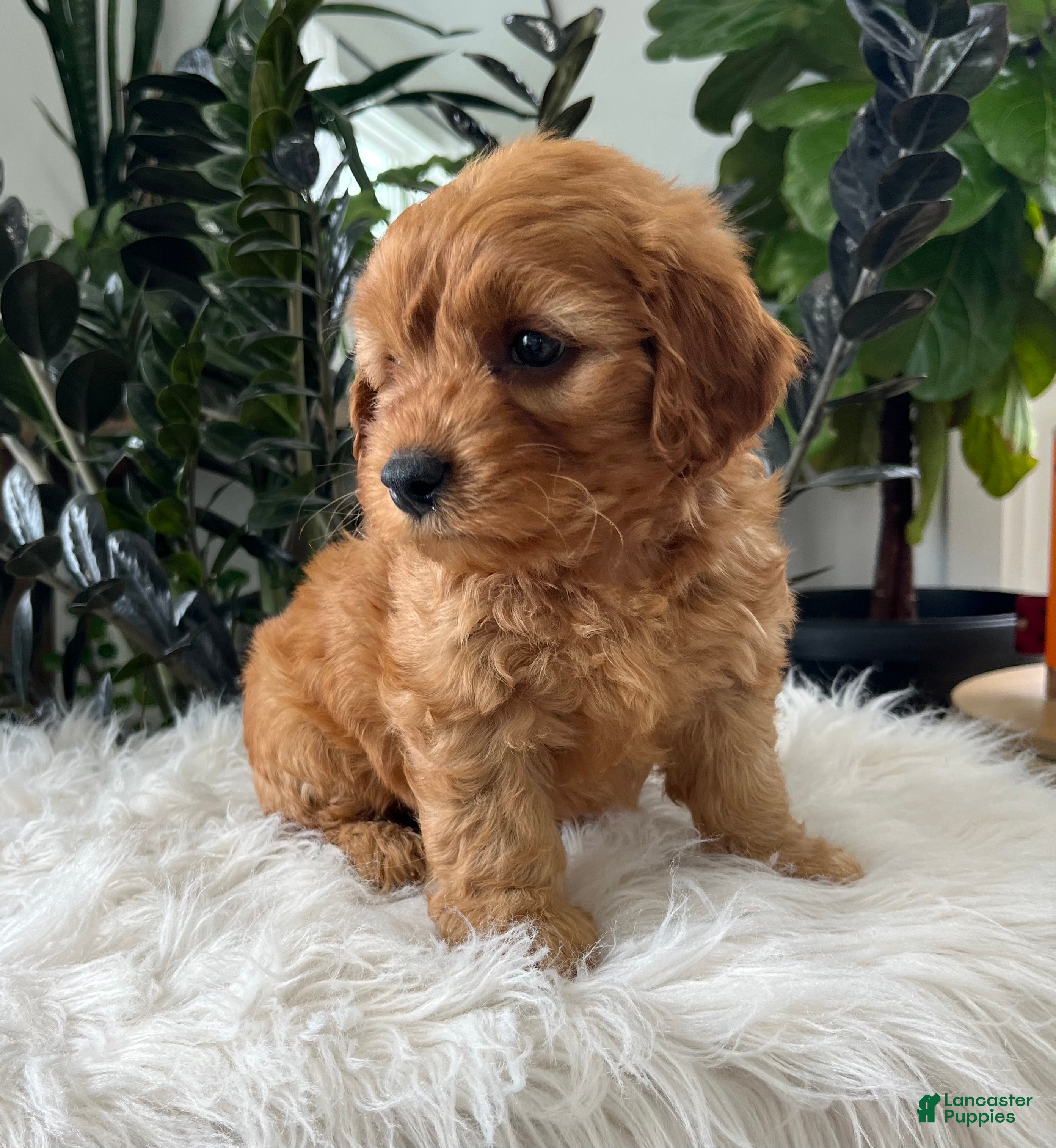Mini Goldendoodle dogs Banjo - Ad 2
