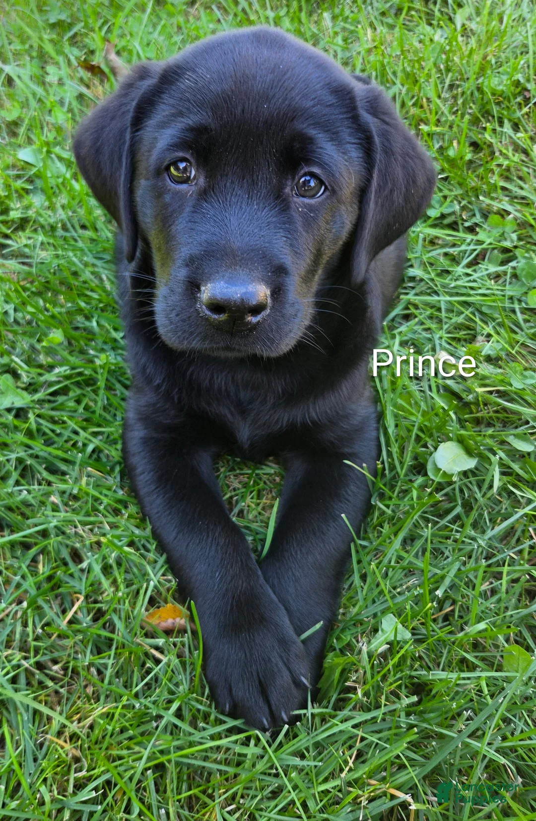 Labrador Retriever dogs for sale: Labrador Retriever PRINCE  - Ad 2