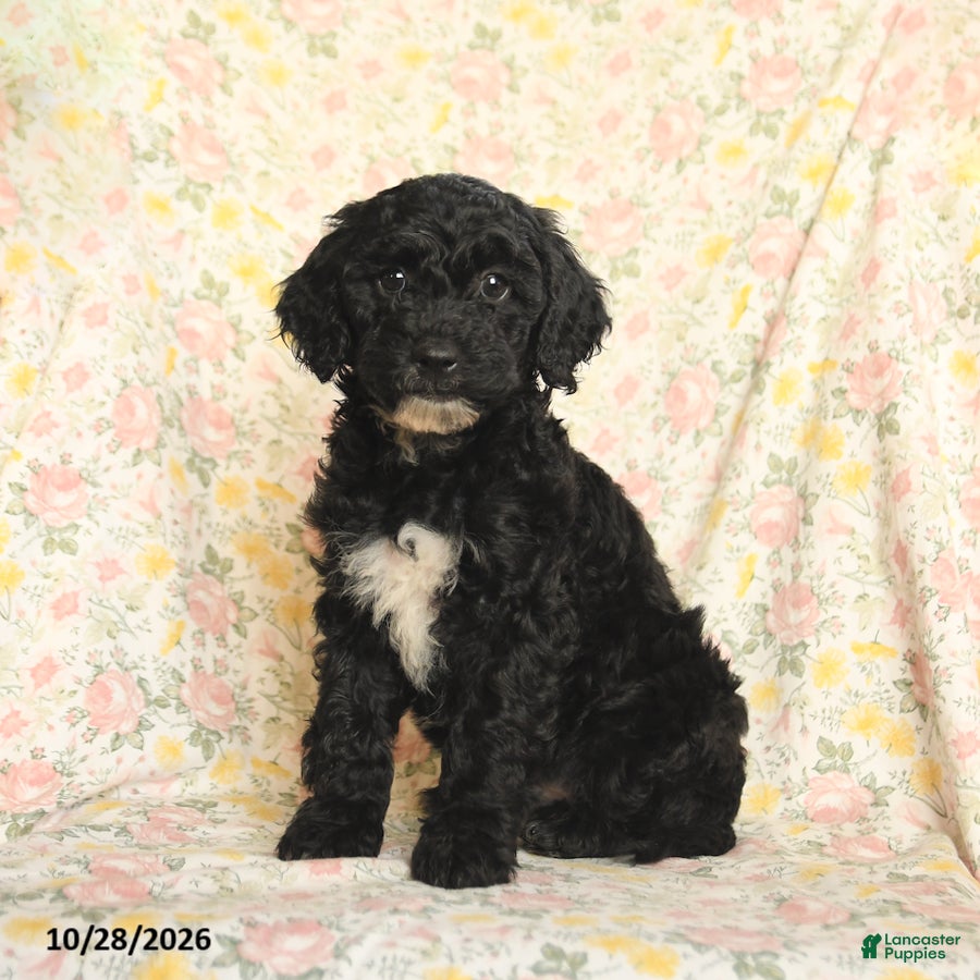 Mini Goldendoodle dogs for sale: Olesha - Ad 2