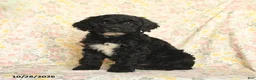 Mini Goldendoodle dogs for sale: Olesha - Ad 2