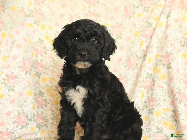 Mini Goldendoodle dogs for sale: Olesha - Ad 2