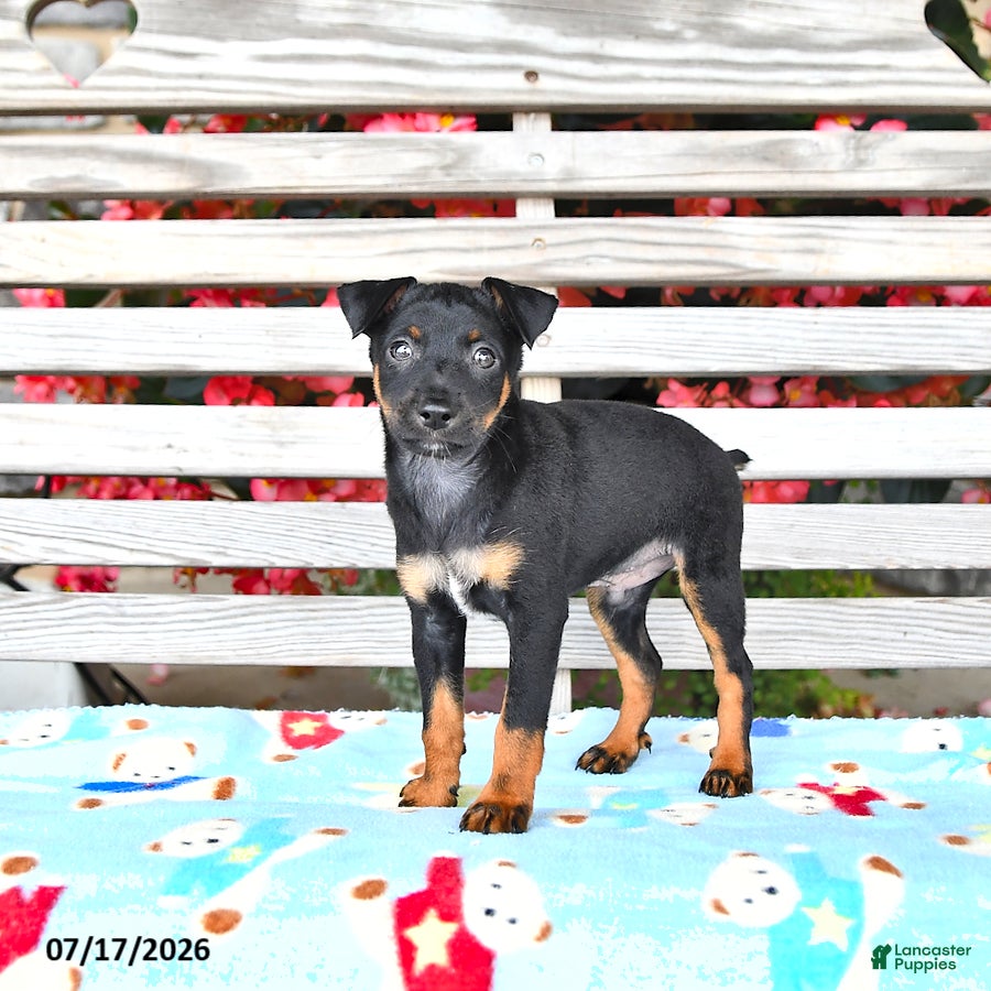 Miniature Pinscher dogs Jace - Ad 2