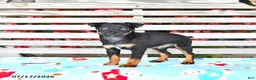 Miniature Pinscher dogs for sale: Jace - Ad 2