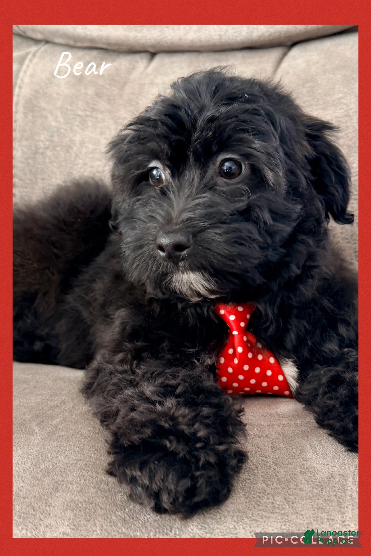 Yorkiepoo dogs Bear - Ad 6