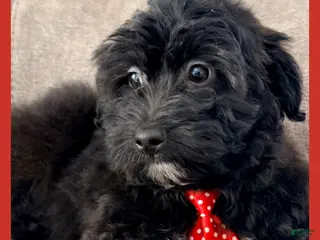 Yorkiepoo dogs Bear - Ad 6