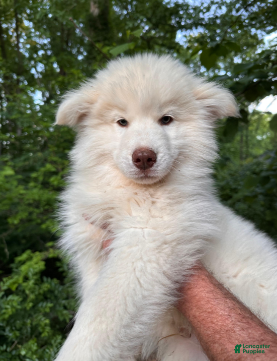 Siberian Husky dogs Wooly Whitey Boy - Ad 1
