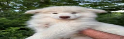 Siberian Husky dogs for sale: Wooly Whitey Boy - Ad 1