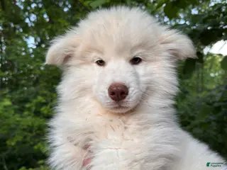 Siberian Husky dogs for sale: Wooly Whitey Boy - Ad 3