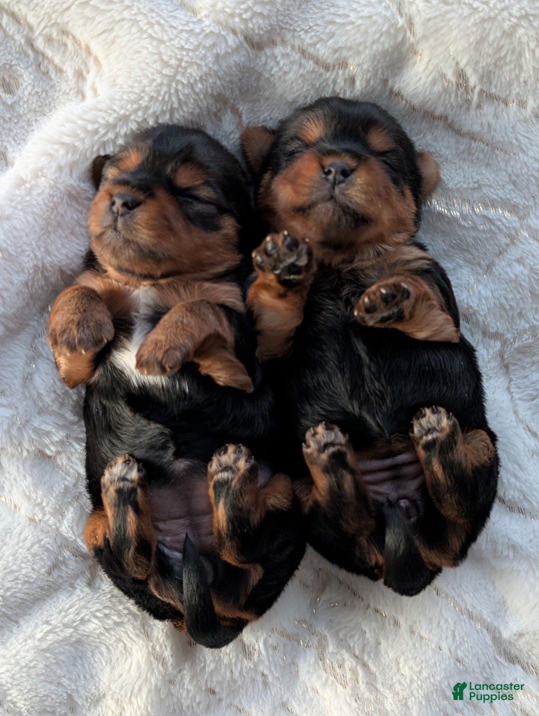Yorkshire Terrier dogs for sale: Dutchess  - Ad 2