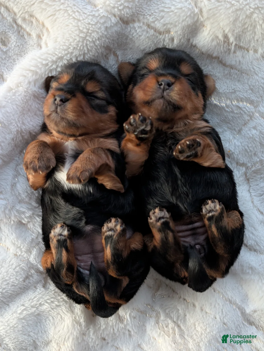 Yorkshire Terrier dogs for sale: Dutchess  - Ad 9
