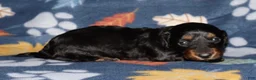 Miniature Dachshund dogs for sale: Flossy’s female - Ad 7