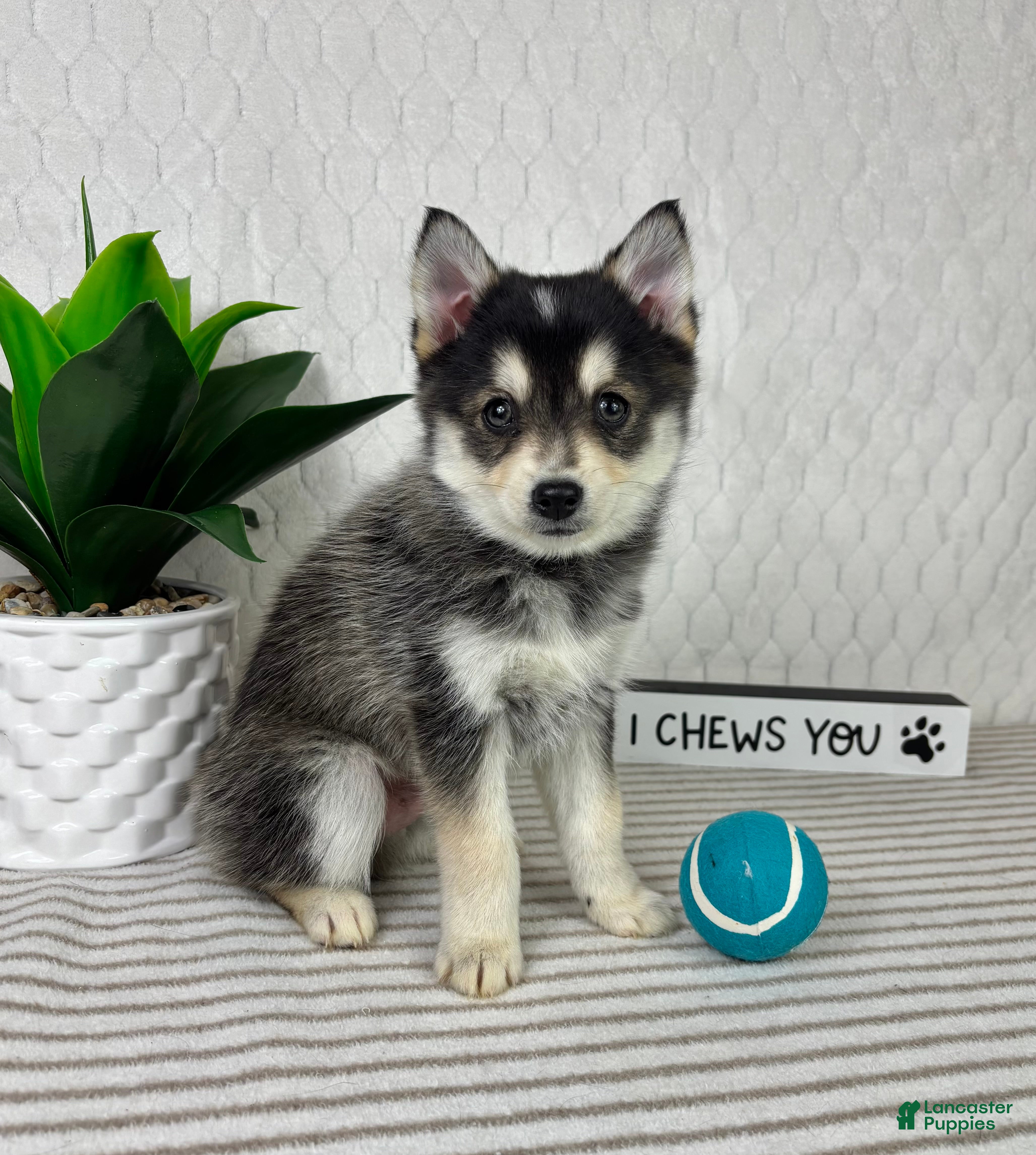 Pomsky dogs Pluto - Ad 33