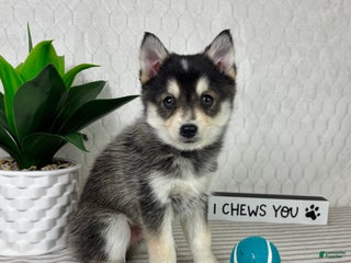 Pomsky dogs Pluto - Ad 33