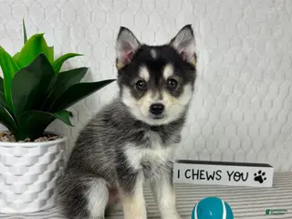 Pomsky dogs Pluto - Ad 4