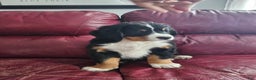Bernese Mountain Dog dogs for sale: Bernese Mountain Dog Puppy 1 - Ad 2