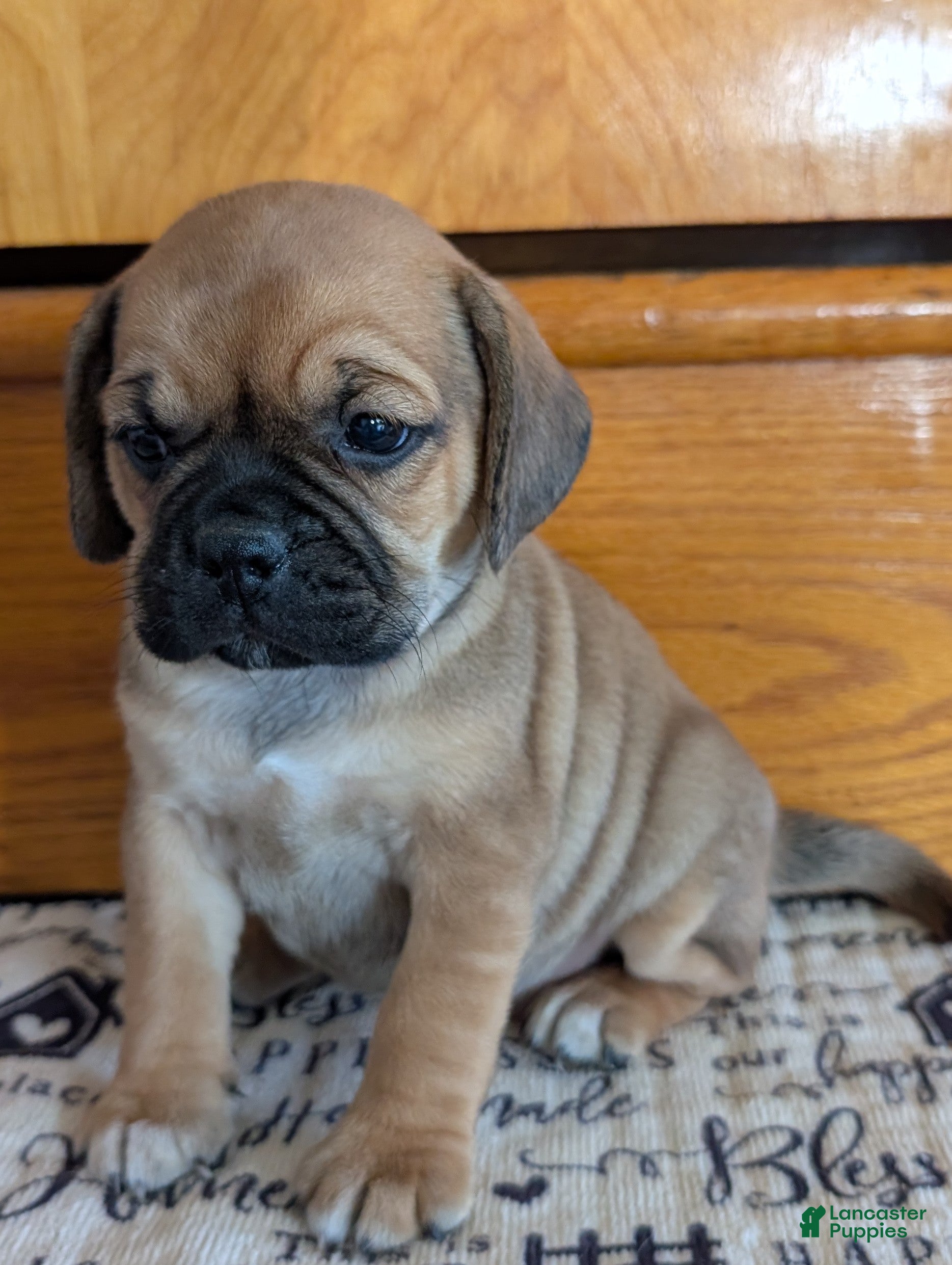 Puggle dogs Kati - Ad 1