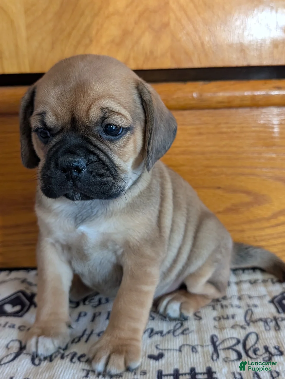 Puggle dogs for sale: Kati - Ad 1