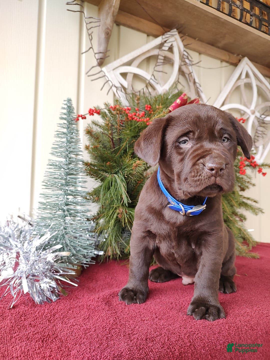 Labrador Retriever dogs for sale: Rugar - Ad 6