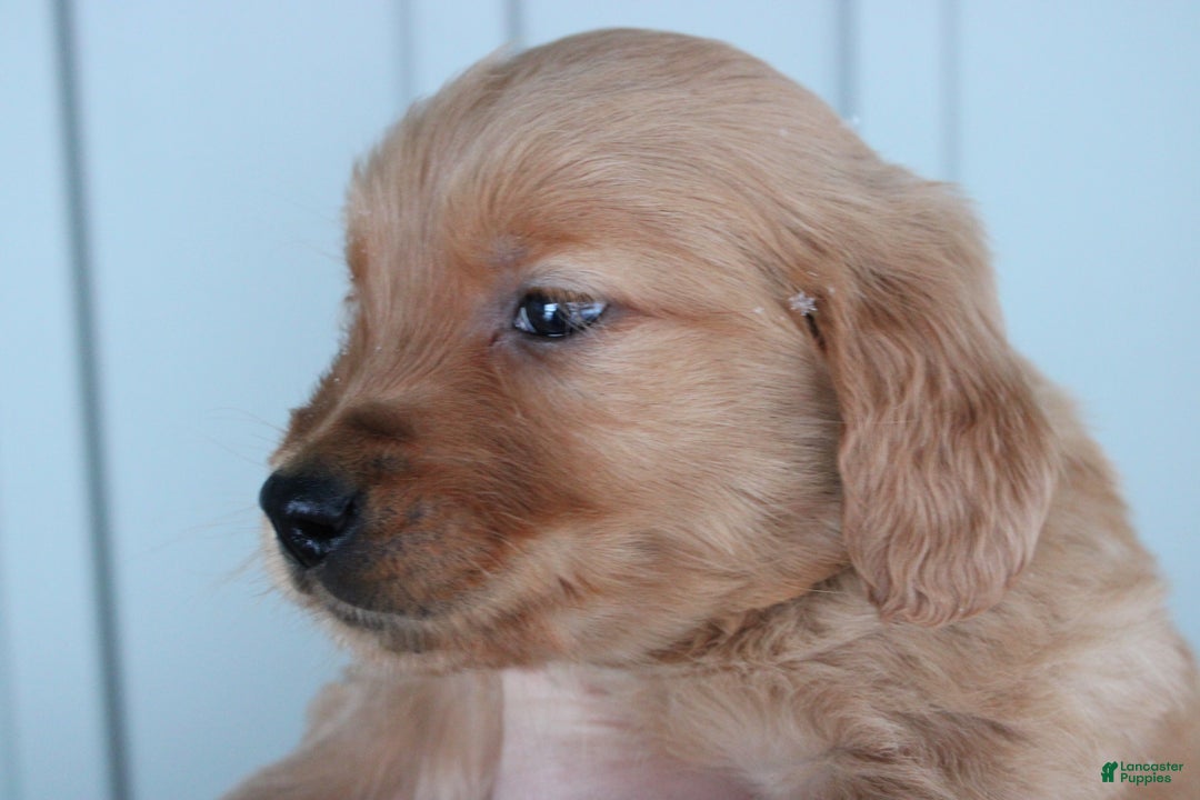 Golden Retriever dogs for sale: Golden Retriever Puppy Chase - Ad 7