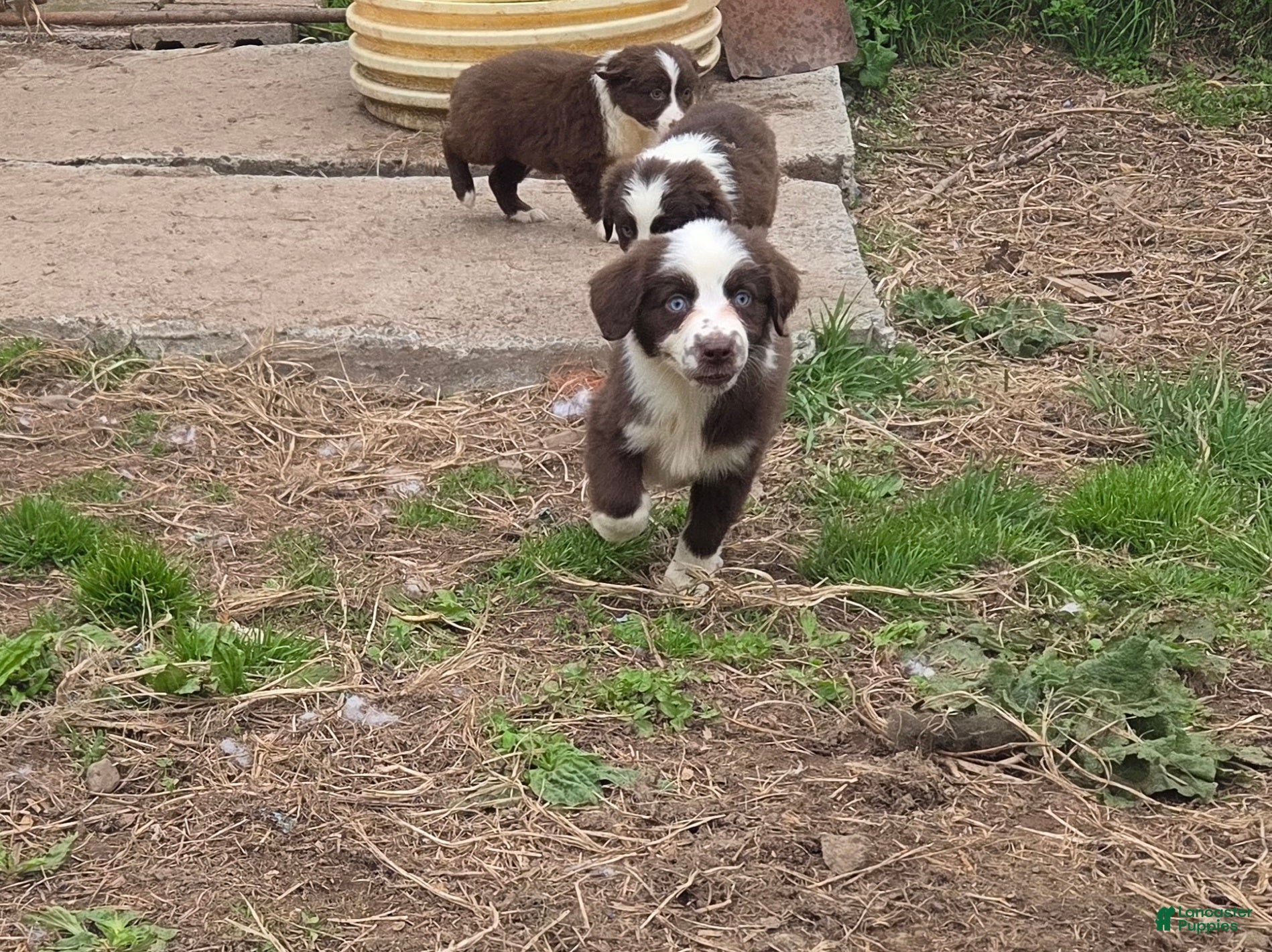 Australian Shepherd dogs Gadget  - Ad 42
