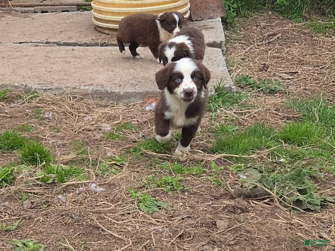 Australian Shepherd dogs for sale: Gadget  - Ad 1