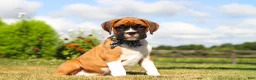 Boxer dogs for sale: Blane - Ad 5