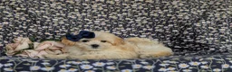 Maltipoo dogs for sale: Buffy 8 lbs Full Grown - Ad 4