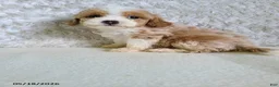 Bichpoo dogs for sale: Pinto - Ad 3