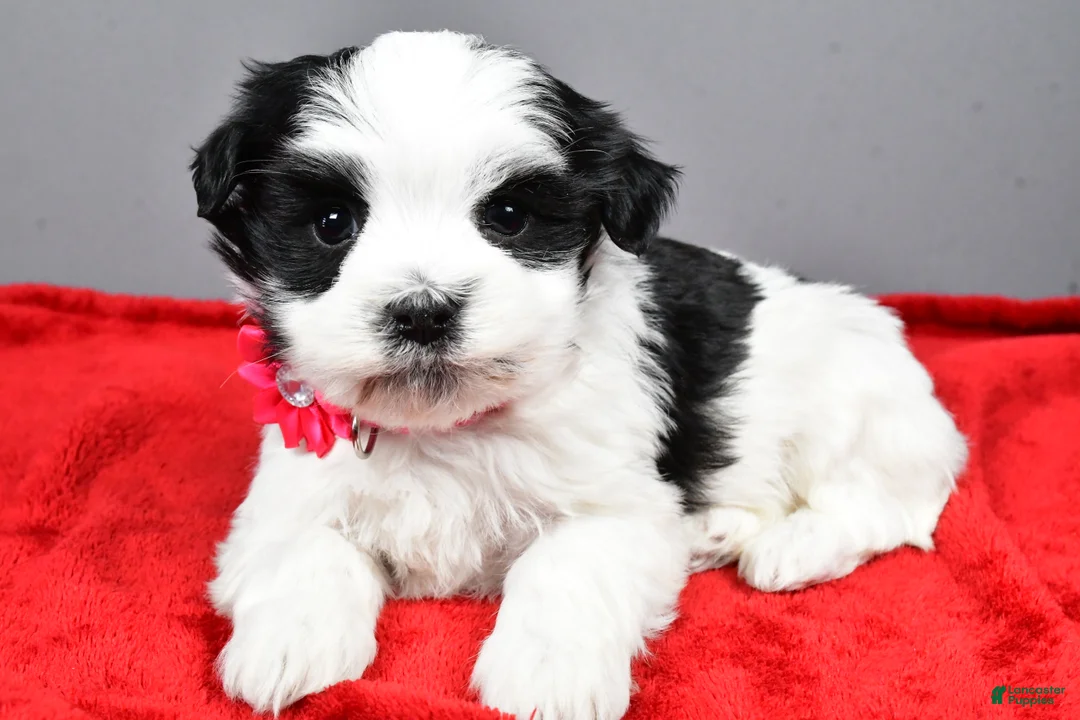 Havanese dogs for sale: Daliah - Ad 7