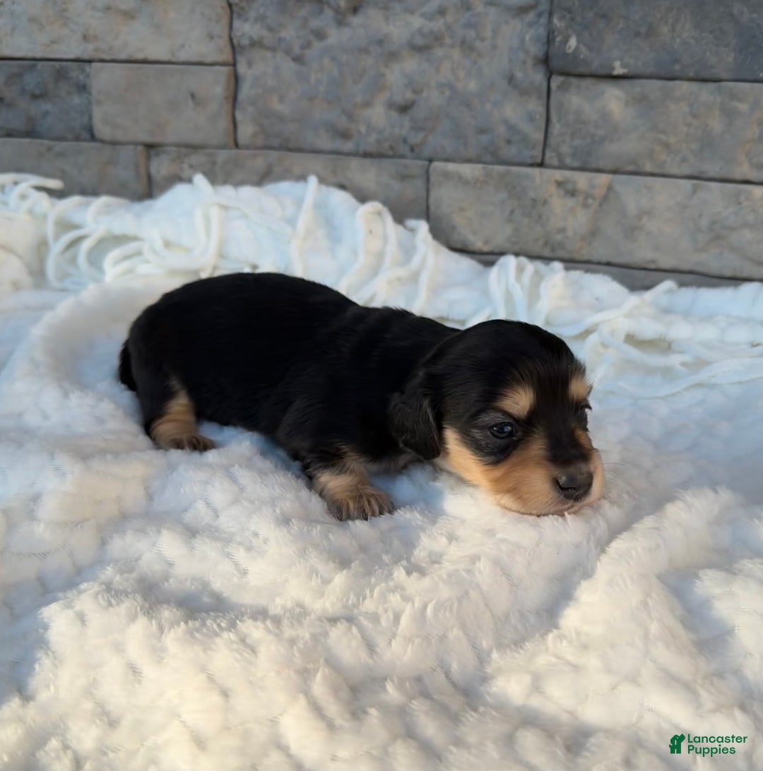 Miniature Dachshund dogs for sale: Daisy - Ad 3