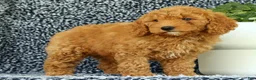 Mini Goldendoodle dogs for sale: Vanessa - Ad 9