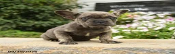 French Bulldog dogs for sale: Olive  - Ad 5