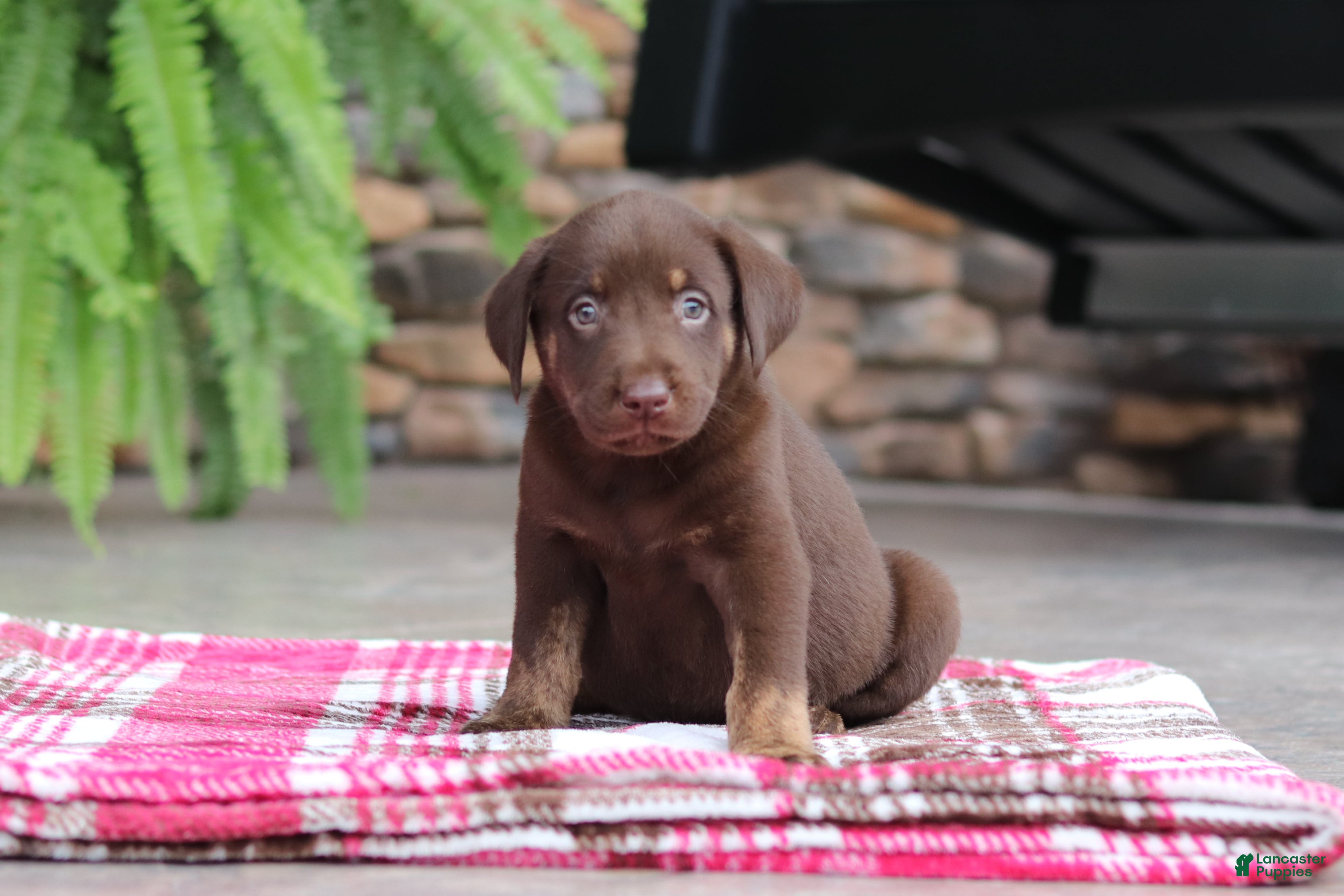 Labrador Retriever dogs Chase - Ad 2