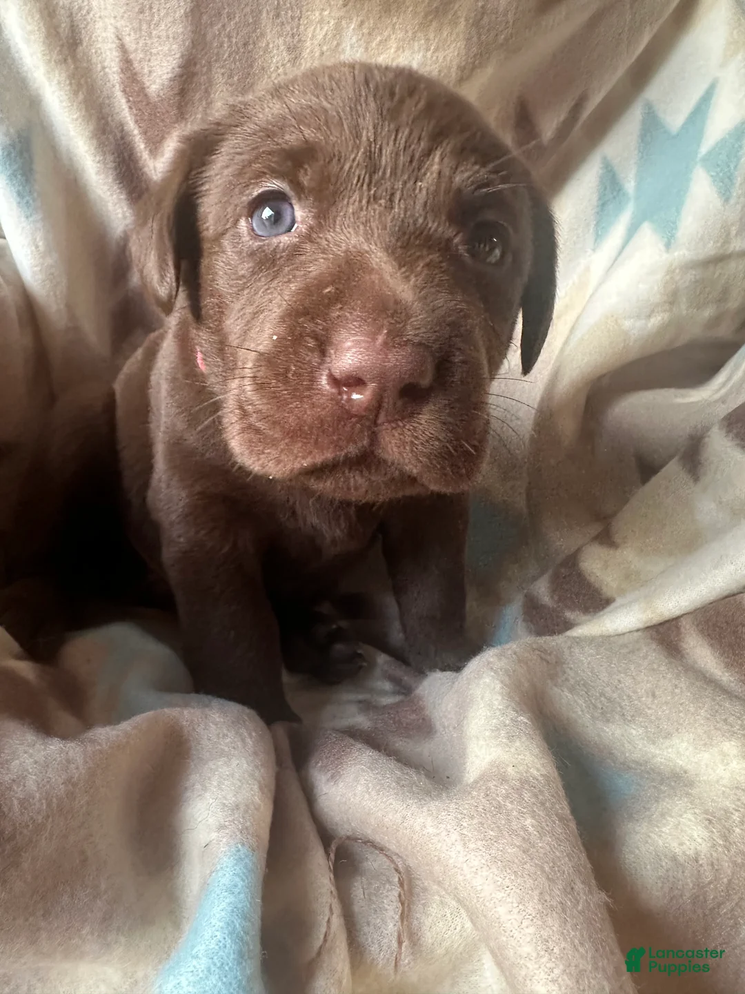Labrador Retriever dogs for sale: Kimber - Ad 2
