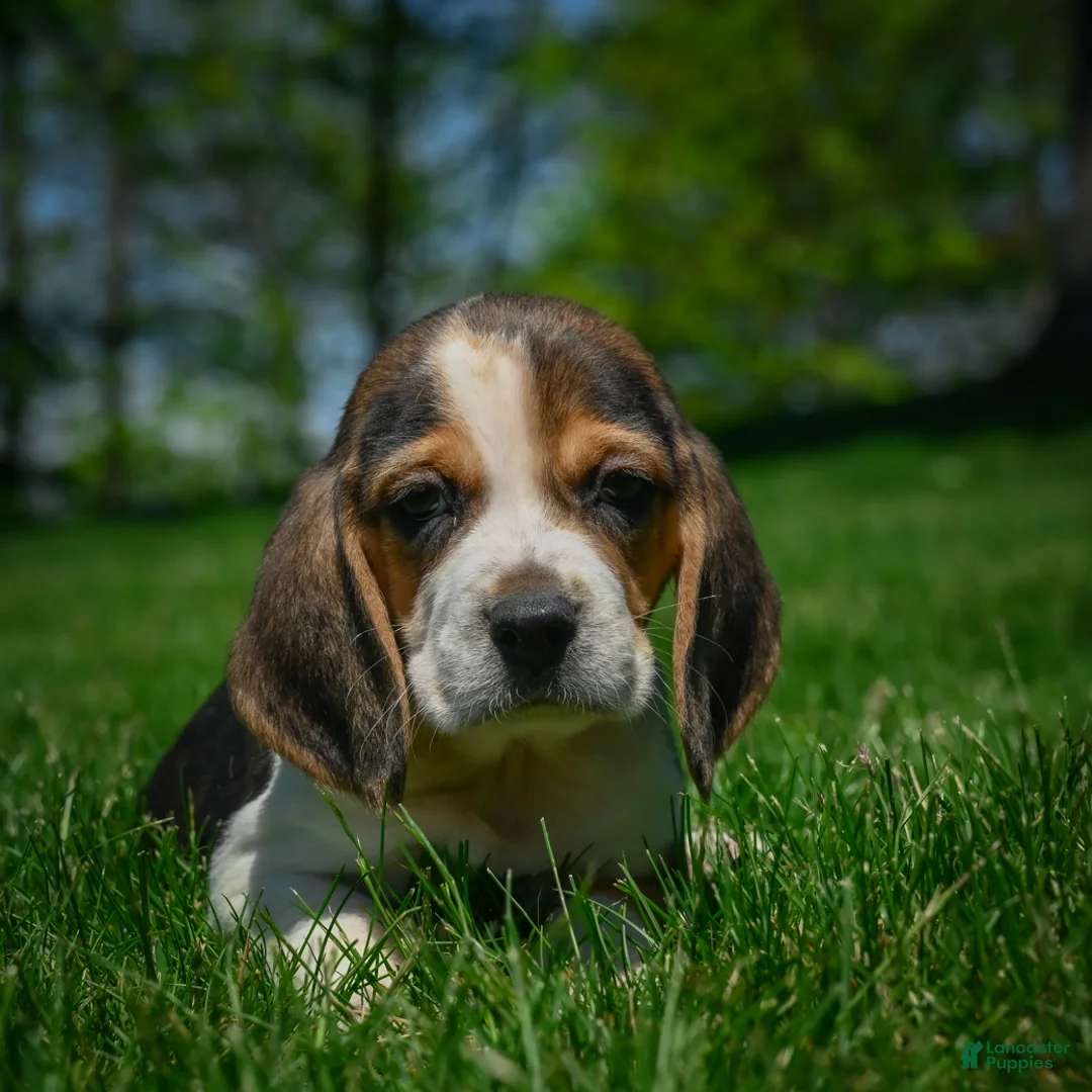 Beagle dogs for sale: Nash - Ad 2