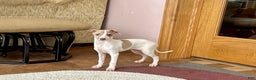 Italian Greyhound dogs for sale: Cindy - Ad 2