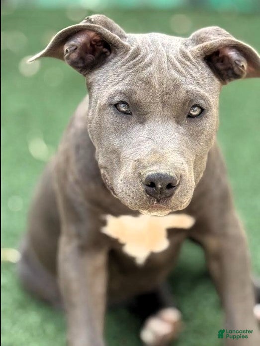 American Bully dogs CARDI B - Ad 39