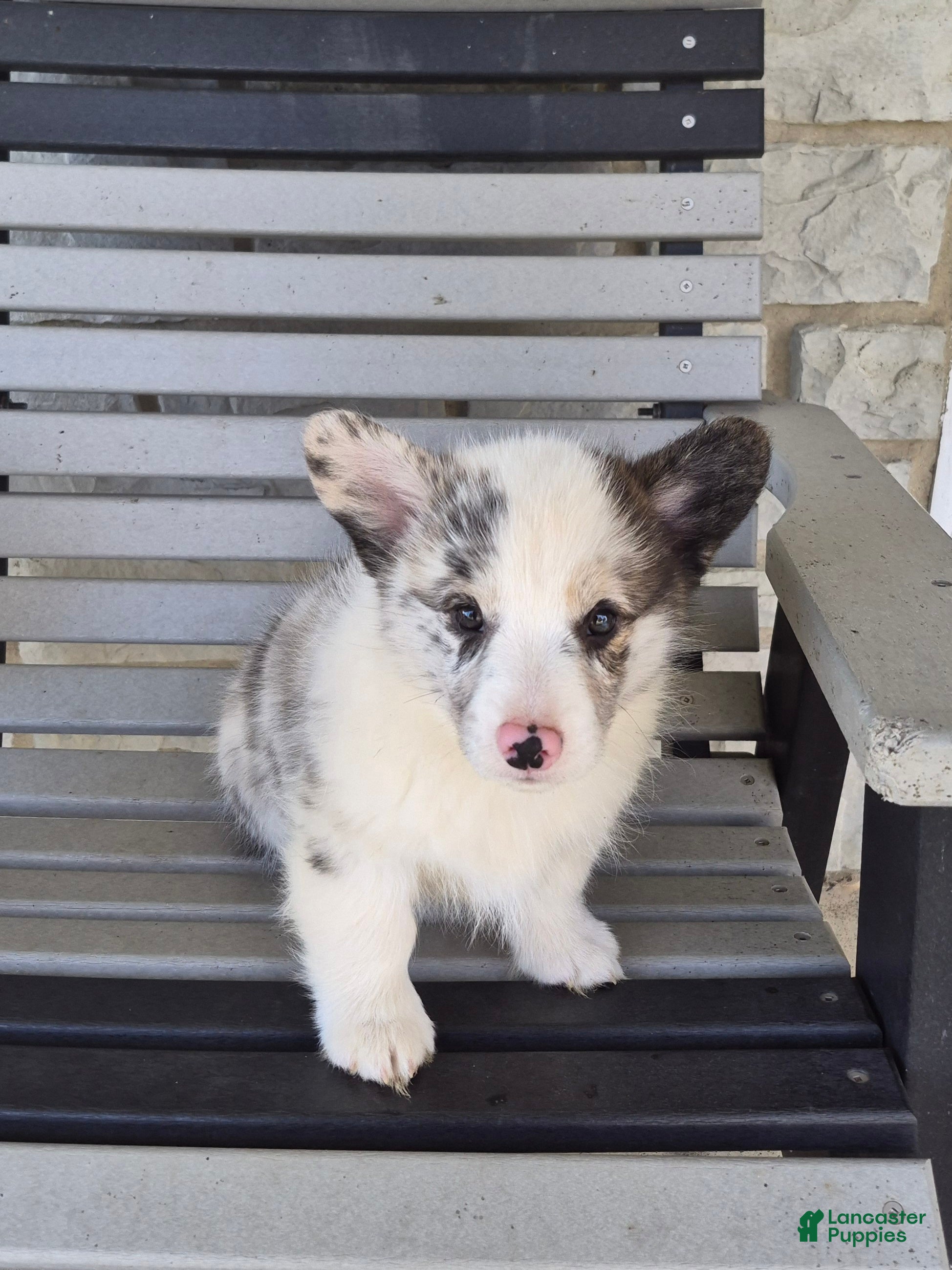 Welsh Corgi Pembroke dogs for sale: Pepper - Ad 1
