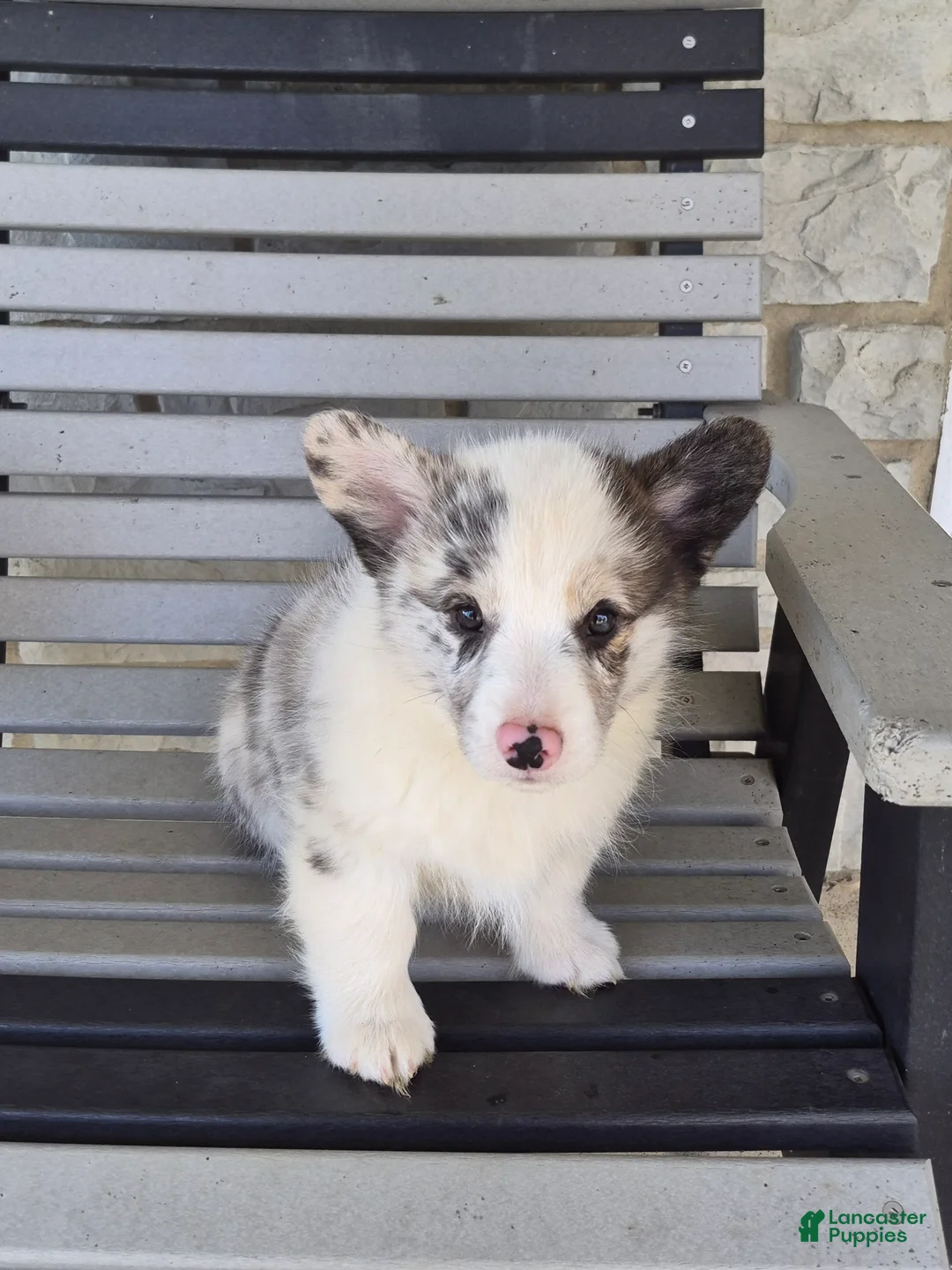 Welsh Corgi Pembroke dogs for sale: Pepper - Ad 1