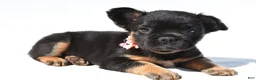 French Bulldog dogs for sale: Petunia  - Ad 11