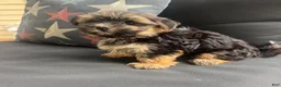 Morkie dogs for sale: Cam - Ad 6