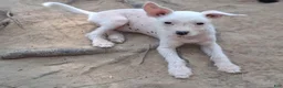 Chinese Crested dogs for sale: Chinese Crested 3 - Ad 2