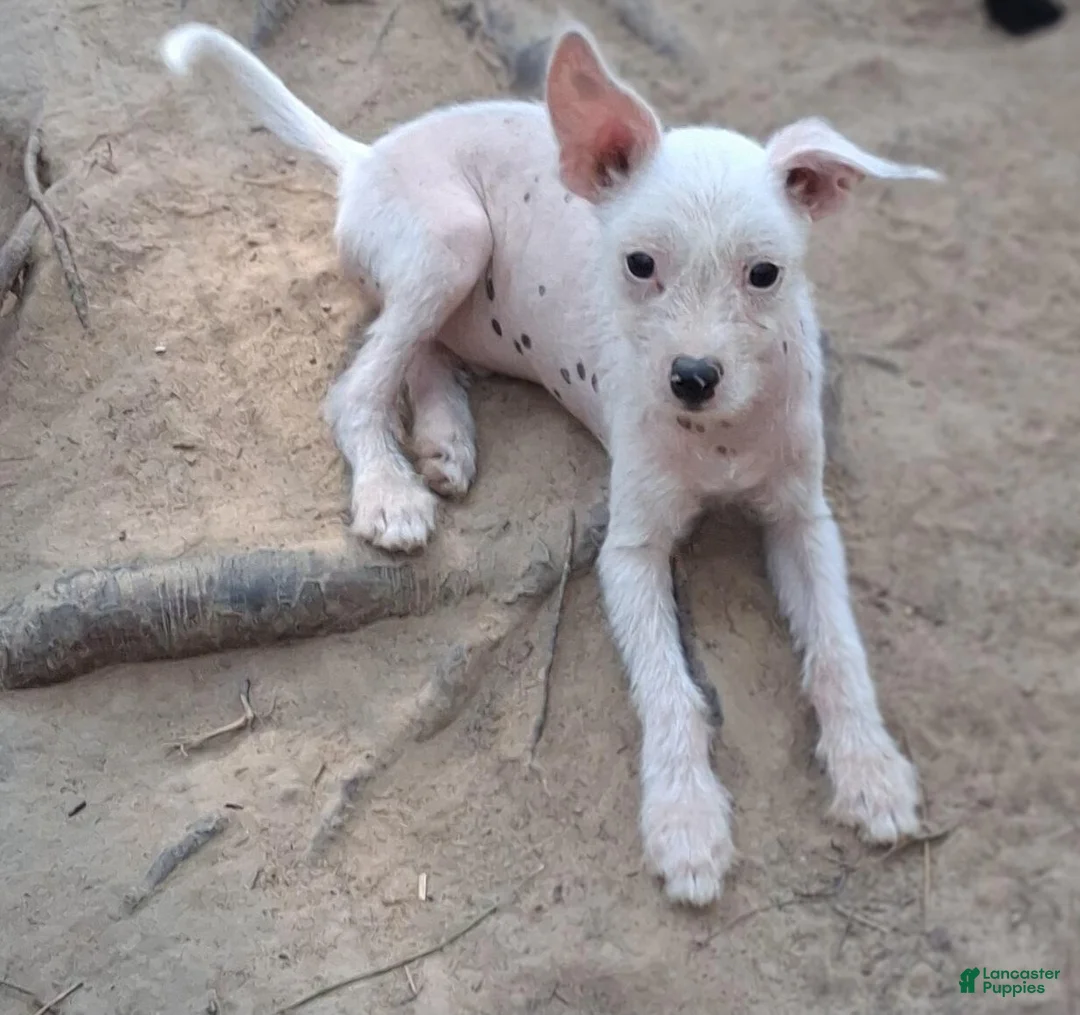 Chinese Crested dogs for sale: Chinese Crested 3 - Ad 2