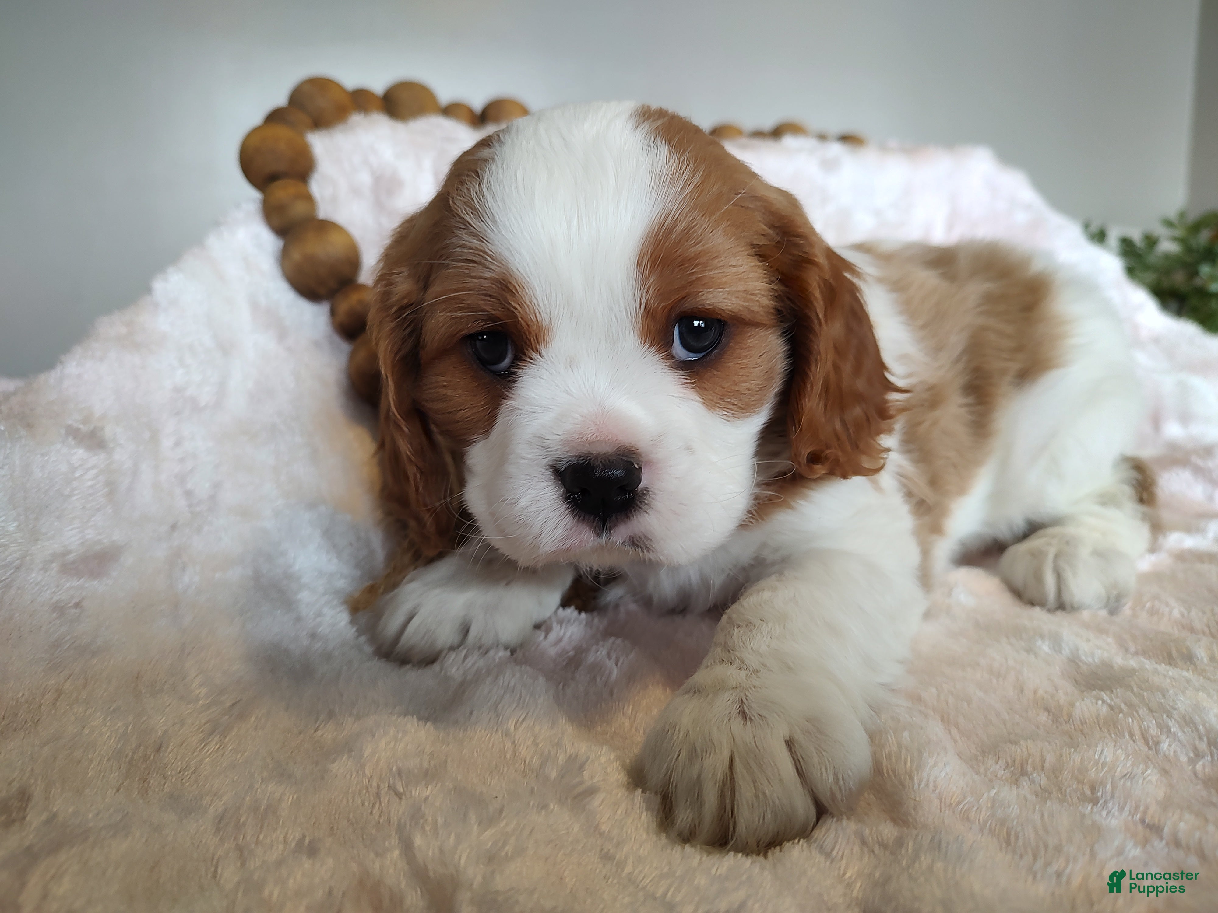 Cavalier King Charles Spaniel dogs Copper  - Ad 16