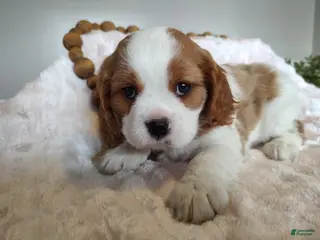 Cavalier King Charles Spaniel dogs Copper - Ad 16