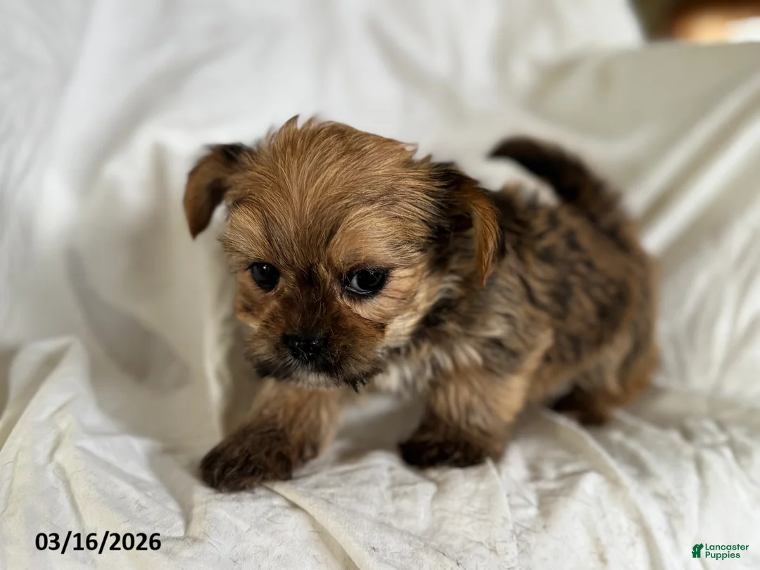 Shorkie dogs for sale: Trevor - Ad 4