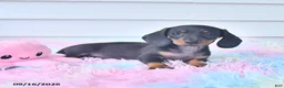 Miniature Dachshund dogs for sale: Fable - Ad 4