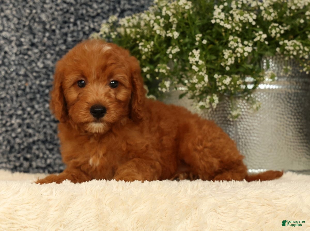 Mini Goldendoodle dogs Tina - Ad 1