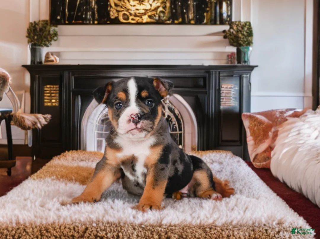 English Bulldog dogs for sale: Mia - Ad 1